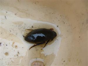 výber pascí- Hydrophilus piceus (L.)